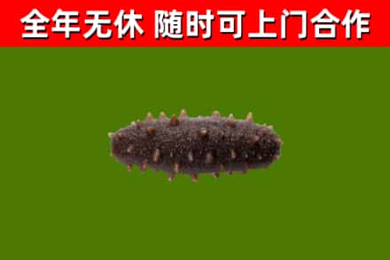 海林回收海参干